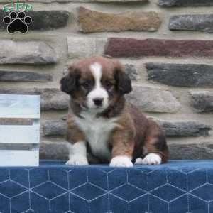 Carter, Cavalier King Charles Mix Puppy